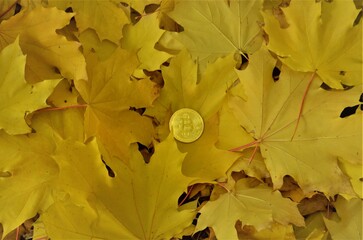 autumn leaves yellow gold