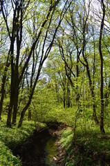 Spring forest