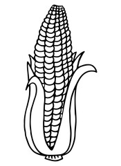 Coloring book corn isolated on white background. Vegetable in line style