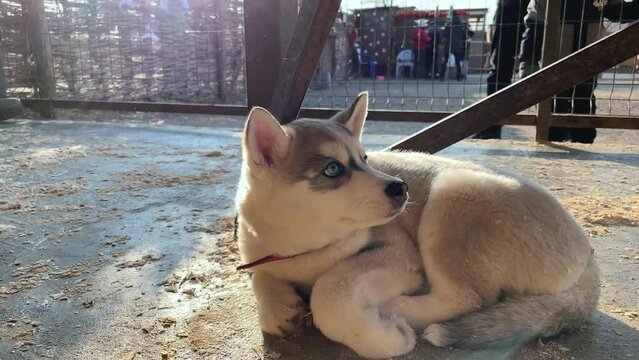 A cute little siberian husky puppy with blue eyes is lying on the floor. Sunny weather. High quality 4k footage with slow motion