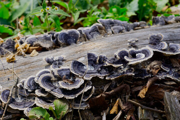かわらたけ