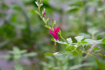 チェリーセージ