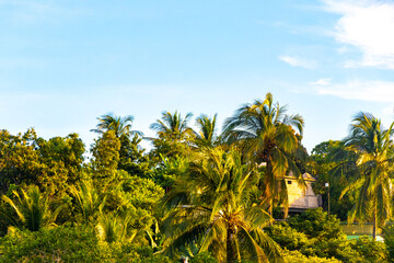 Fototapeta na wymiar Tropical natural palm tree coconuts blue sky in Mexico.