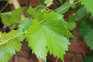 beautiful green leaf with brick wall in the background. green foliage. beautiful details of nature.