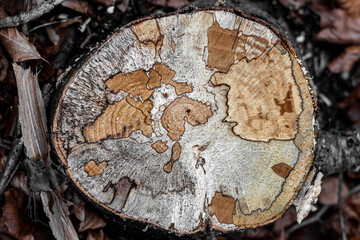 Cut tree trunk resembling the earth map of continents. Orangey winter colors. many veins present...