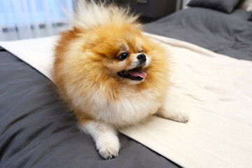 Portrait of Pomeranian puppy. Cute spitz looks like a small bear on the bed.