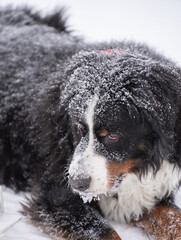 close up of snow covered Bernese mountain dog large black dog with white and brown points in winter weather cold temperatures winter dog outside in snow vertical format room for type winter animal