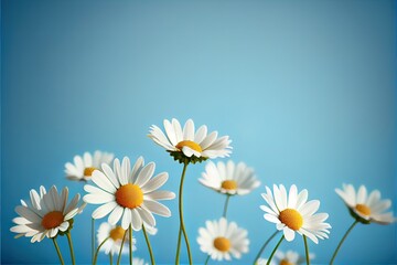 Chamomile daisy flowers on blue sky background