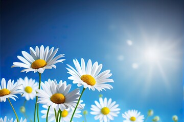 Fototapeta na wymiar Chamomile daisy flowers on blue sky background