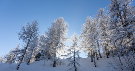 winter mountain landscape peaks and trees snow covered