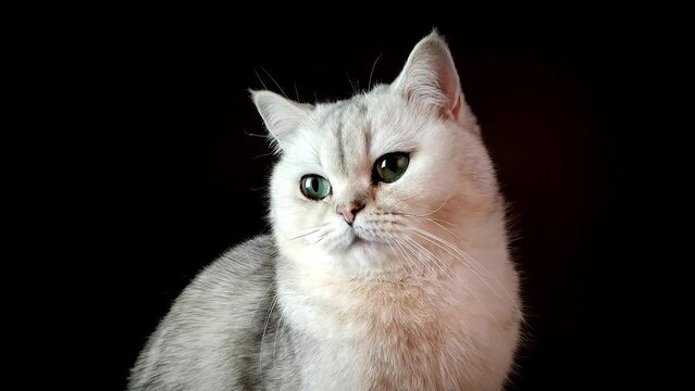 A white British cat with big eyes on an isolated black background