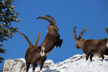 Ibex fighting 