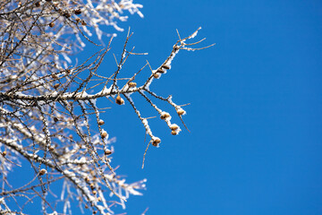 snow covered tree branch against blue sky