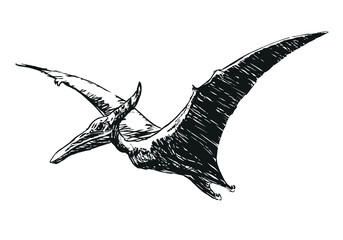 flying Pterodactylus dinosaur - black and white vector illustration on a white background