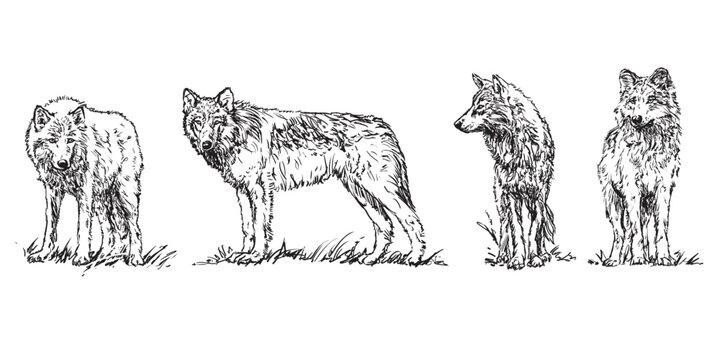 wolf - set of wolves, hand drawn black and white vector illustrations on white background