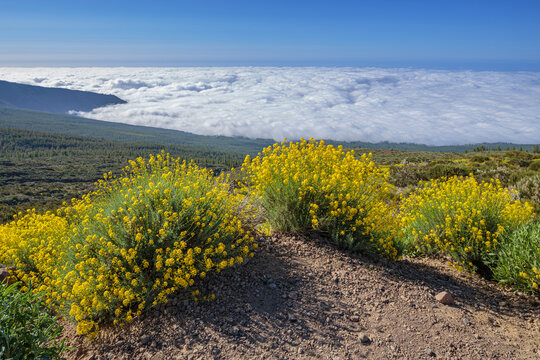 Landscape with flowering Flixweed (Descurainia bourgaeana) endemic to Las Ca&ntilde;adas del Teide above a sea of clouds, Isle of Tenerife, Spain