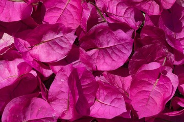 Spring flower rose petals background.