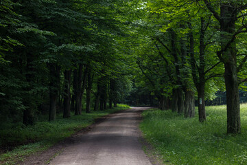 path in the woods