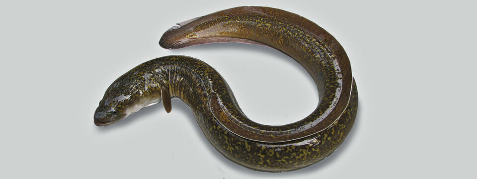 European eel