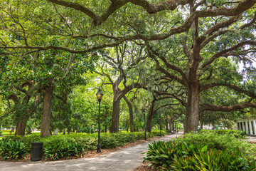 Trees in the park