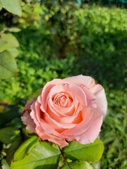Charming pink rose in an autumn flower bed.