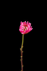 Obraz premium Autumn flower Chrysanthemum blooming on black background.
