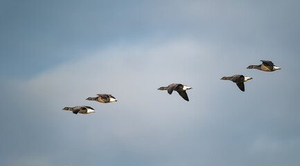 Brent Geese in Flight at Frampton Marsh Nature Reserve, Lincolnshire, England