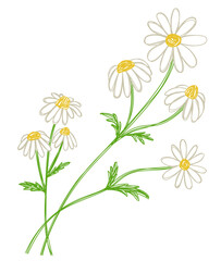Chamomile flower. Hand drawn floral vector illustration. Pen or marker sketch. Hand drawn design print. Natural pencil drawing