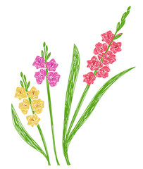 Gladiolus flower. Hand drawn floral vector illustration. Pen or marker sketch. Hand drawn design print. Natural pencil drawing