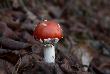red mushroom in the forest - 556161663