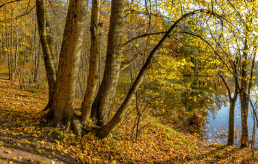 Autumn landscape in the historical park 