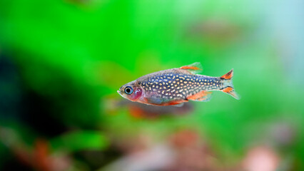 Celestial Pearl Danio Breeding, Danio margaritatus Freshwater fish in the aquarium, is often as often referred as galaxy rasbora or Microrasbora Galaxy. Animal aquascaping photography