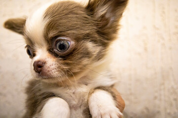 A chihua puppy is close-up in the arms of its owner.