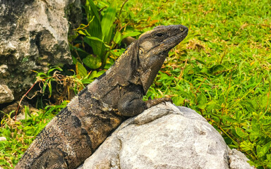 Iguana on rock Tulum ruins Mayan site temple pyramids Mexico.