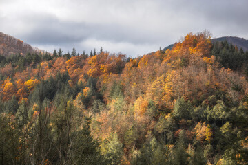 Autumn Scene in the Montseny Natural Park, Catalonia