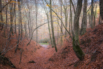 Autumn Scene in the Montseny Natural Park, Catalonia