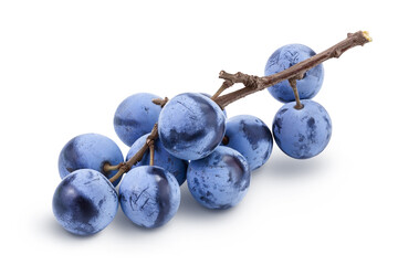 Fresh blackthorn berries with twig, prunus spinosa isolated on white background with full depth of...