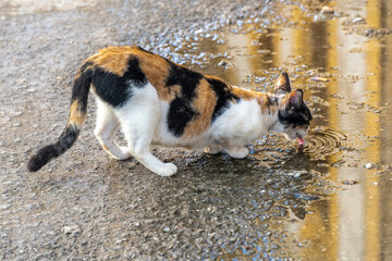 El Gato