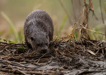 Cute wet otter(lutra lutra) on a rainy day