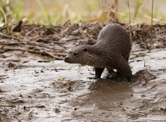 Cute wet otter(lutra lutra) on a rainy day