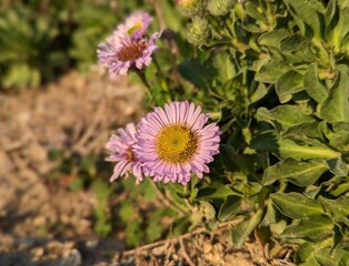 Obraz premium flowers in the garden, seaside daisy, seaside fleabane, erigeron glaucus, coastal wildflower