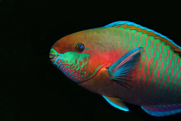 Beautiful Parrot fish Scarus quoyi in black background