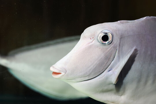 Humpback Unicorn fish or Surgeonfish (Naso brachycentron) face close up