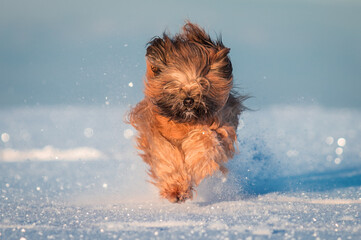 brown hairy dog leaping through sparkling snow in winter