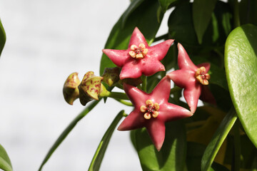 Large pink wax flower or Hoya