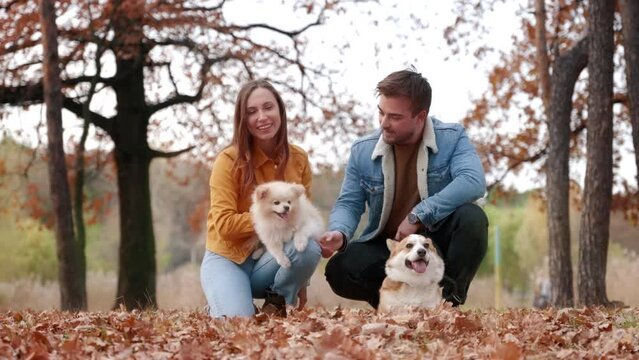 Cute puppies playing with their owners outdoors. Portrait of a lovely couple holding cute Pomeranian Spitz and Pembroke Welsh Corgi in the park. High quality 4k footage 