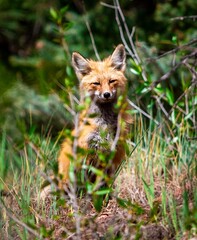 Red Fox