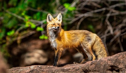 Red fox 