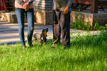 Faithful dog dachshund with his owner and mistress in the yard during cleaning