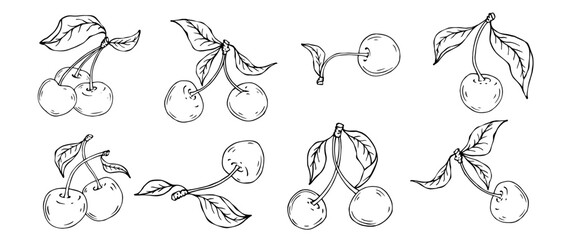 Linear botanical sketch of cherry berries with leaves. Vector graphics.	